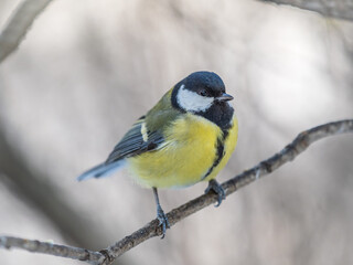 Obraz premium Cute bird Great tit, songbird sitting on a branch without leaves in the autumn or winter.