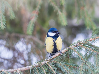 Cute bird Great tit, songbird sitting on the fir branch