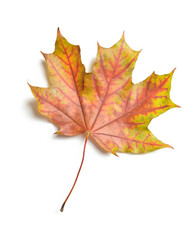 Naklejka na ściany i meble Maple autumn leaf on white background