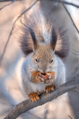 The squirrel with nut sits on tree in the winter or late autumn