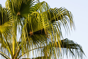 Palm leaves on a white background at sunset. Summer vacation and tropical nature concept.