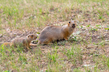 Naklejka na ściany i meble Wild gopher in natural environment. Mother and baby gophers near the burrow.
