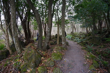 a footpath through a winter forest