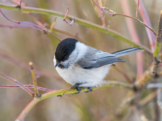 Cute bird the willow tit, song bird sitting on a branch without leaves in the winter.