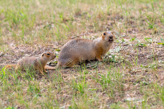 Wild gopher in natural environment. Mother and baby gophers near the burrow.