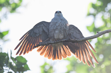 Mississippi kite basking in the Sun