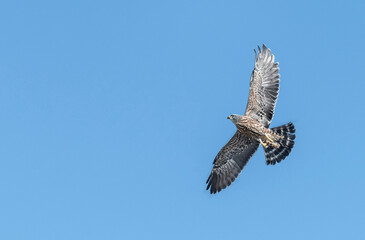Young Feathers