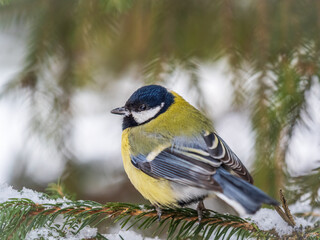 Cute bird Great tit, songbird sitting on the fir branch with snow in winter
