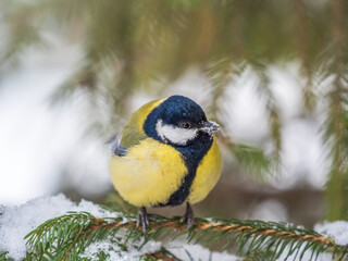 Cute bird Great tit, songbird sitting on the fir branch with snow in winter