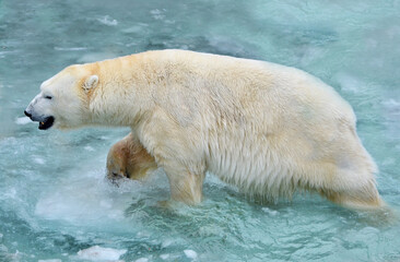 Obraz na płótnie Canvas A polar bear walks on water