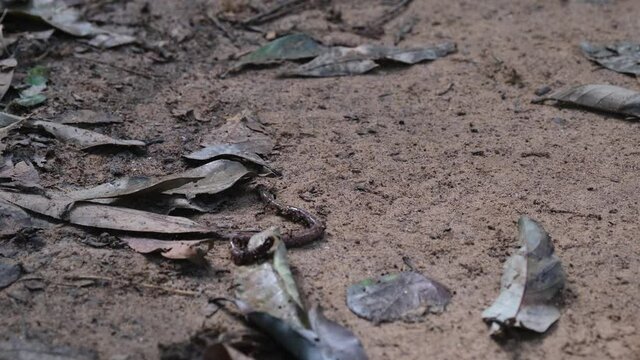 This Earthworm seen being attacked by this army of black ants as it twist and turn to get rid of them; Razorjaw Ants, Leptogenys, Khao Yai National Park, Thailand.