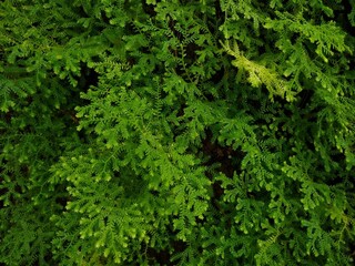 Krauss' spikemoss (Selaginella kraussiana) plant, green background