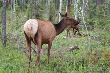 Naklejka na ściany i meble Elk Grazing, Jasper National Park, Alberta