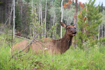 Sitting Elk, Jasper National Park, Alberta