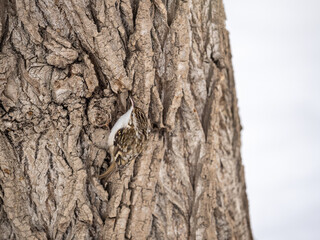 Little bird Eurasian treecreeper crawling on a tree in winter. Nature background. Bird: Short toed Treecreeper. Certhia brachydactyla.