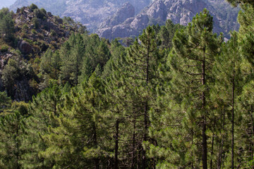 Bonifato forest near Calvi Corsica in the Balagne region
