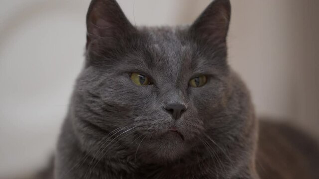 Gray cat portrait, big cat relaxing on the floor close up. High quality 4k footage