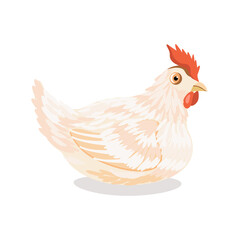 A chicken bird on a white background.Vector illustration.It can be used in textiles,farm designs,packaging.