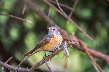 The common redstart female, Phoenicurus phoenicurus, is photographed in close-up sitting on a branch against a blurred background.