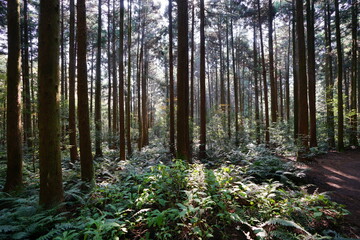 a refreshing cedar forest in the sunlight