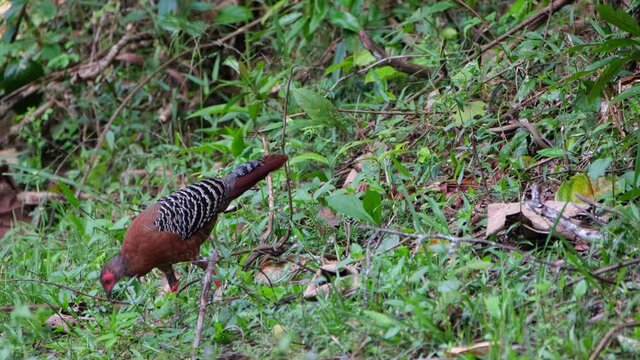 A female seen foraging for its breakfast in the forest and then walks away to the left; Siamese Fireback, Lophura diardi, Khao Yai National Park, Thailand.