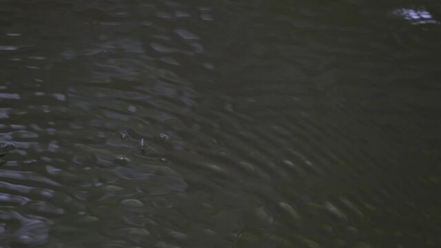 An individual seen jumping off from the surface of the water as it was approached by another, others move around making ripples; Water Striders, Gerridae, Khao Yai National Park, Thailand.