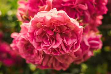 pink roses in garden