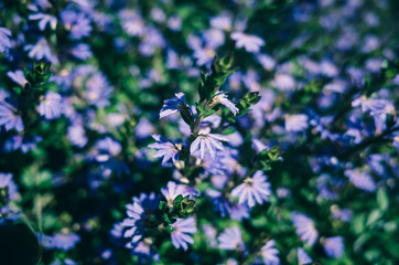 Flowers in the garden