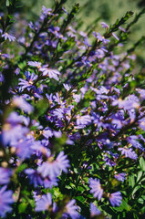 Obraz premium flowers in the garden