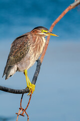 Green Heron (Butorides virescens) in Bolsa Chica Ecological Reserve, California, USA