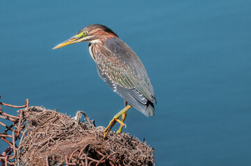 Green Heron (Butorides virescens) in Bolsa Chica Ecological Reserve, California, USA