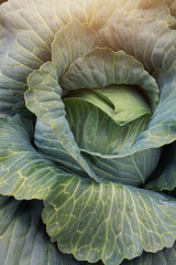 Obraz premium Head of cabbage. Cabbage leaves. White cabbage. Farming. Cabbage harvest. Close-up.Leaves with a beautiful texture. Photo for background. View from above.Vertical photo.