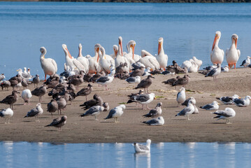 American White Pelicans (Pelecanus erythrorhynchos) on Salton Sea, Imperial Valley, California, USA