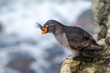 Crested Auklet (Aethia cristatella) at St. George Island, Pribilof Islands, Alaska, USA