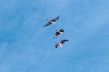 Bean Geese (Anser fabalis) in Barents Sea coastal area, Russia
