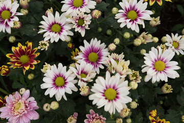 Fototapeta premium A group of white chrysanthemums with yellow core grows vigorously in the garden.