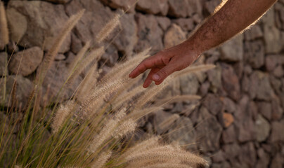 Closeup of hand touching coastal grass