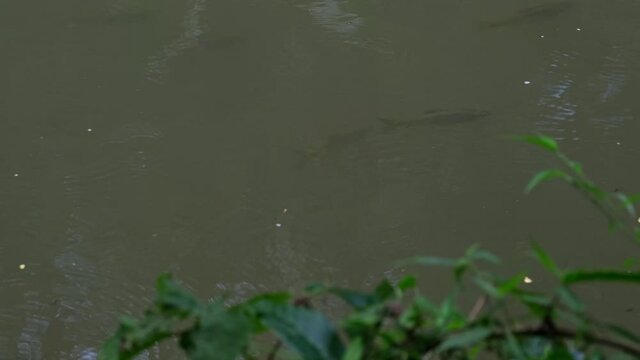 Seen fighting the current as one swims back to join its friends facing and going to the the right; Soro Brook Carp, Neolissochilus soroides, Khao Yai national Park, Thailand.