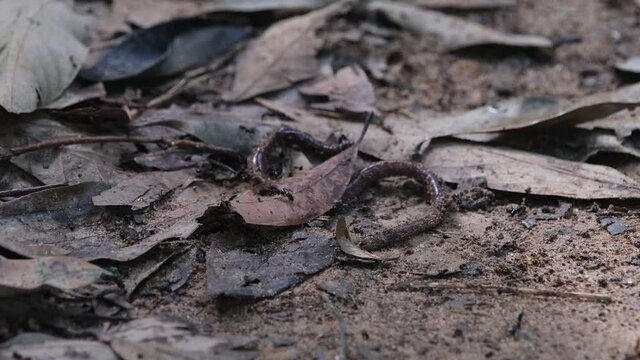 Seen attacking a worm for a community meal during the morning on the forest ground; Razorjaw Ants, Leptogenys, Khao Yai National Park, Thailand.