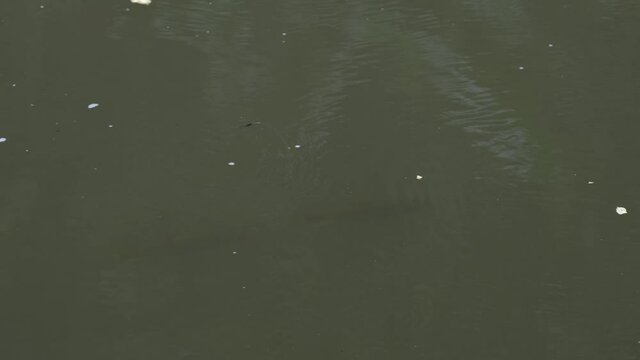 Seen swimming against the current of a flowing river as a Water Strider moves around on the surface; Soro Brook Carp, Neolissochilus soroides, Khao Yai national Park, Thailand.