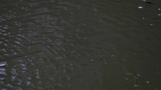 Seen moving around on the surface of the water of a deep quiet river, Water Striders, Gerridae, Khao Yai National Park, Thailand.