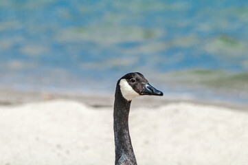 Molting Canada Goose (Branta canadensis) on the shore of the Baltic Sea, Laboe, Schleswig-Holstein, Germany