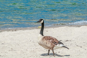 Molting Canada Goose (Branta canadensis) on the shore of the Baltic Sea, Laboe, Schleswig-Holstein, Germany