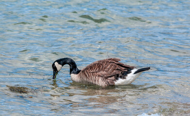 Molting Canada Goose (Branta canadensis) on the shore of the Baltic Sea, Laboe, Schleswig-Holstein, Germany