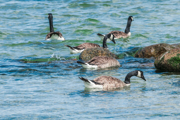 Molting Canada Geese (Branta canadensis) on the shore of the Baltic Sea, Laboe, Schleswig-Holstein, Germany