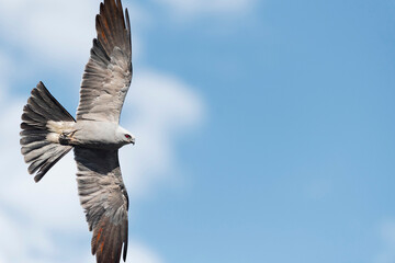 Mississippi kite