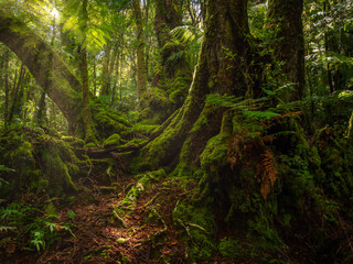 Fototapeta na wymiar Rain forest Scene with Nice Light