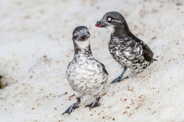 Least Auklets (Aethia pusilla) at colony in early spring at St. George Island, Pribilof Islands, Alaska, USA