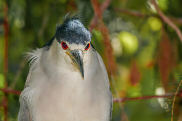 Black-crowned Night-Herron (Nycticorax nycticorax) in arboretum, Los Angeles, California, USA