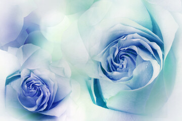 Fototapeta na wymiar Flowers blue-turquoise roses. Floral background. . Close-up. Nature.